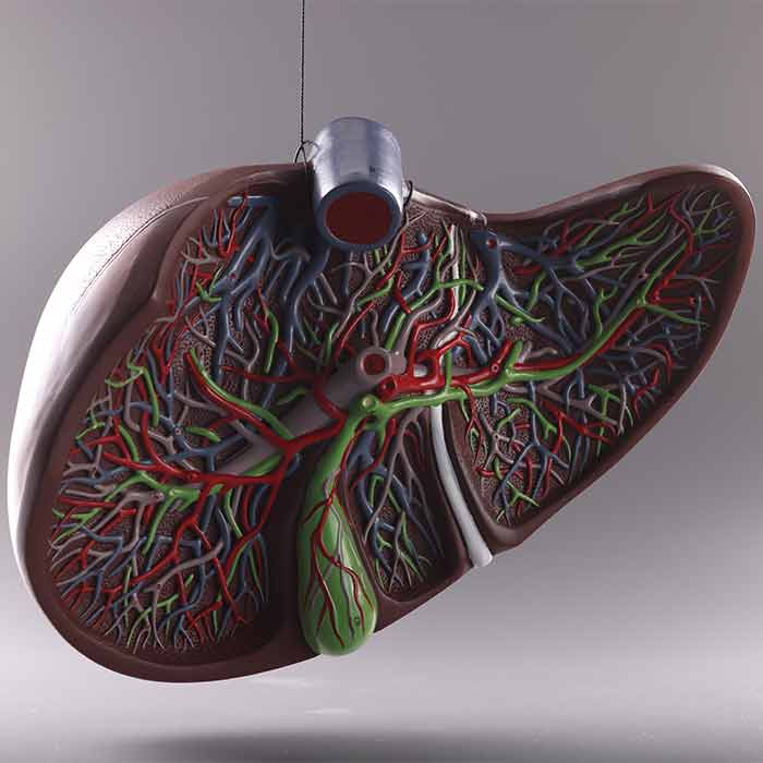 Rôle du foie dans les déséquilibres posturaux