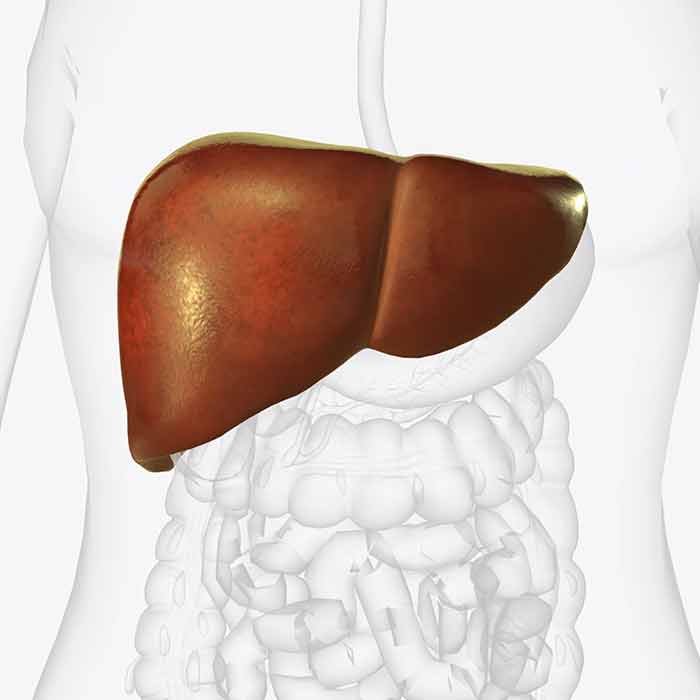 circulation artérielle et du foie