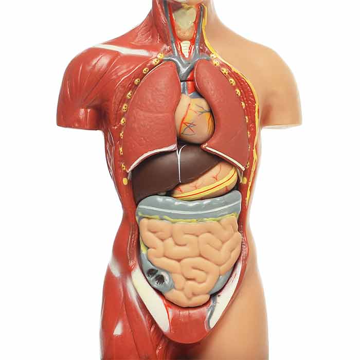 Rôle des organes internes