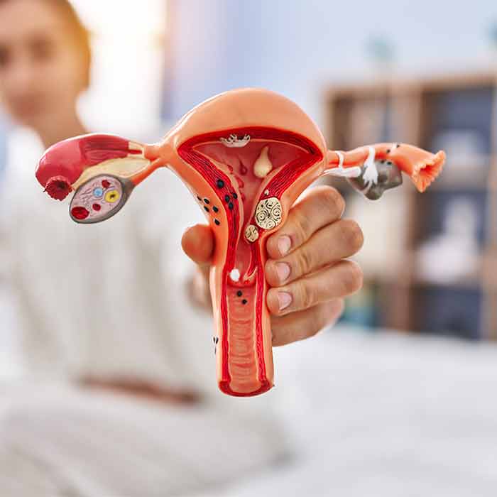 circulation artérielle et du foie