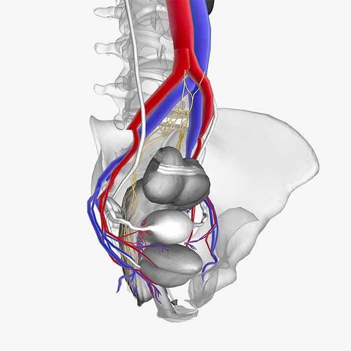 Vascularisation du petit bassin